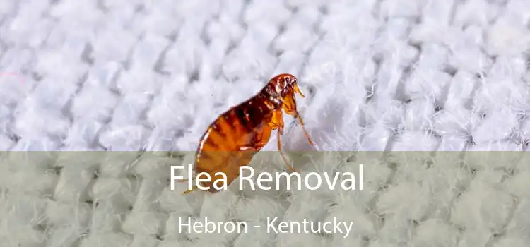 Flea Removal Hebron - Kentucky