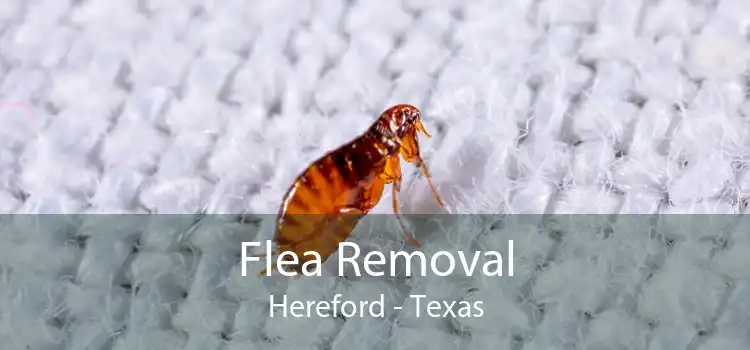 Flea Removal Hereford - Texas