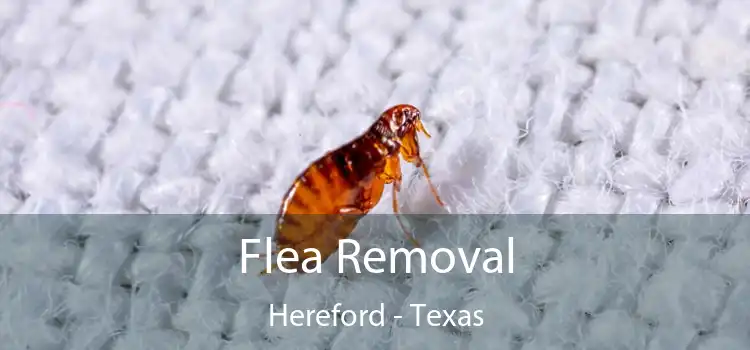 Flea Removal Hereford - Texas