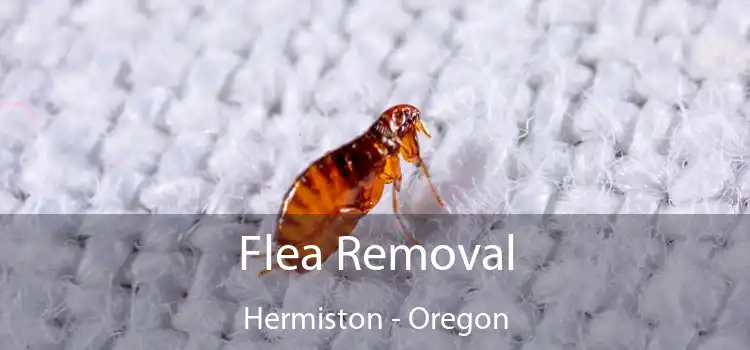 Flea Removal Hermiston - Oregon