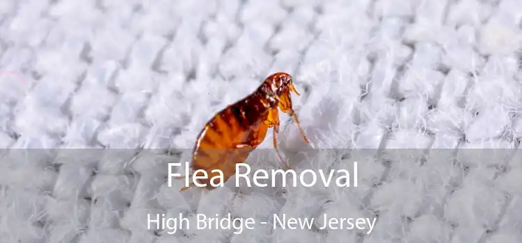 Flea Removal High Bridge - New Jersey