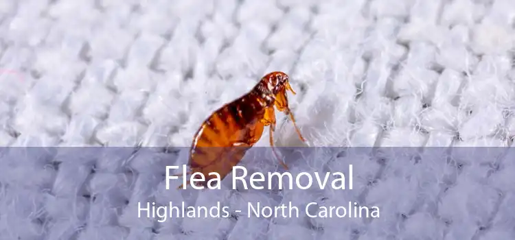 Flea Removal Highlands - North Carolina