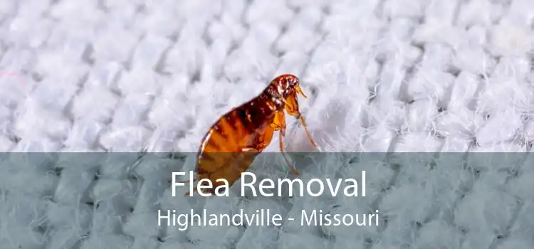 Flea Removal Highlandville - Missouri
