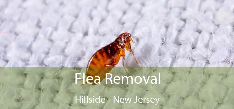 Flea Removal Hillside - New Jersey