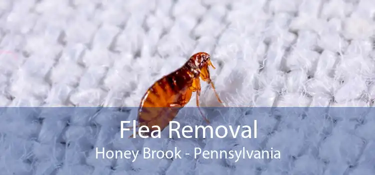 Flea Removal Honey Brook - Pennsylvania