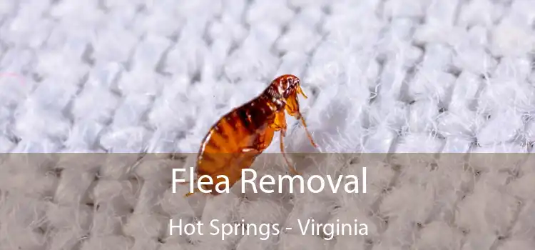 Flea Removal Hot Springs - Virginia