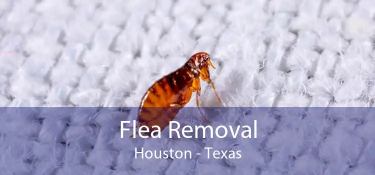 Flea Removal Houston - Texas