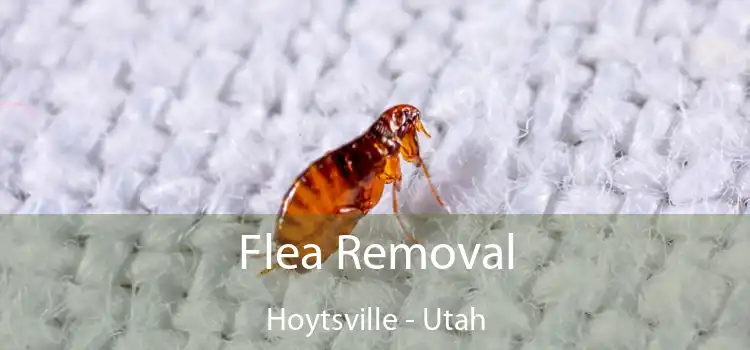 Flea Removal Hoytsville - Utah
