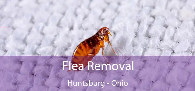 Flea Removal Huntsburg - Ohio