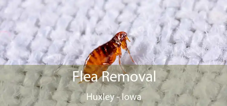 Flea Removal Huxley - Iowa