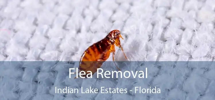 Flea Removal Indian Lake Estates - Florida