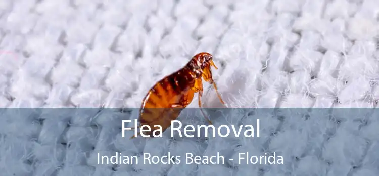 Flea Removal Indian Rocks Beach - Florida