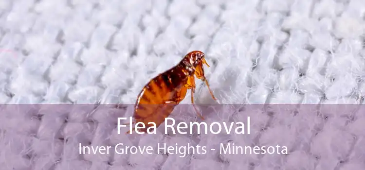 Flea Removal Inver Grove Heights - Minnesota