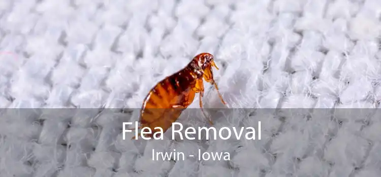 Flea Removal Irwin - Iowa