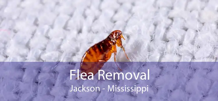 Flea Removal Jackson - Mississippi