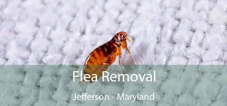 Flea Removal Jefferson - Maryland