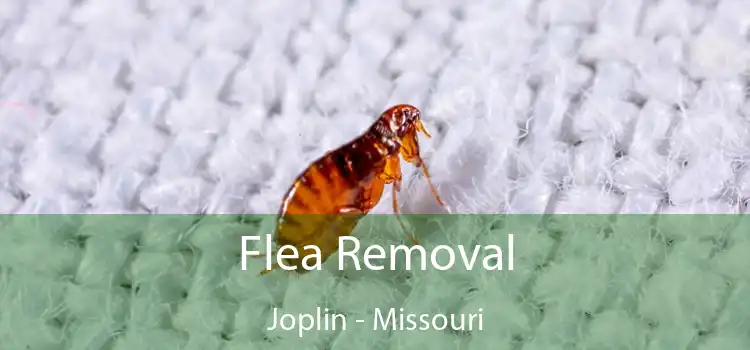 Flea Removal Joplin - Missouri