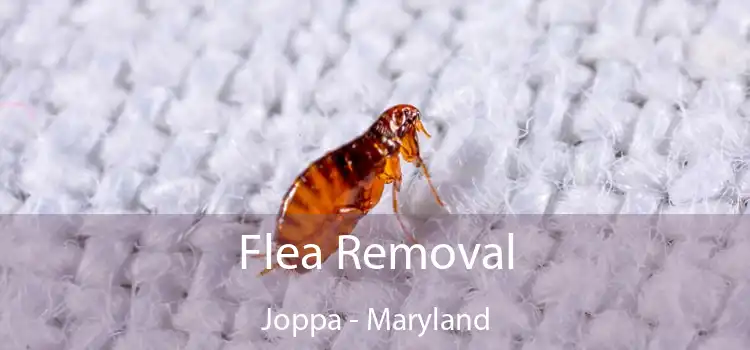 Flea Removal Joppa - Maryland