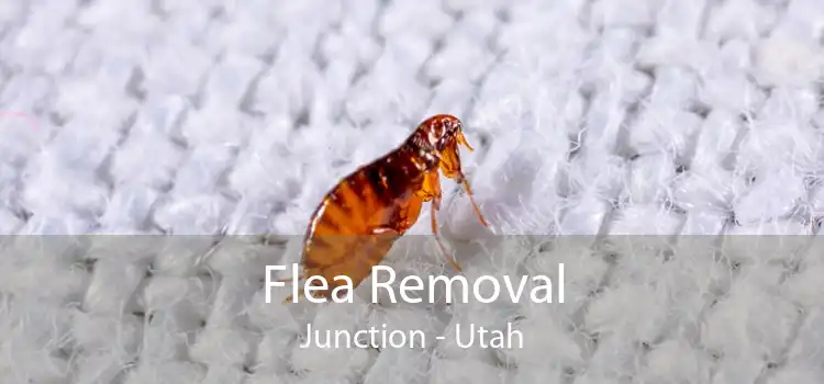 Flea Removal Junction - Utah