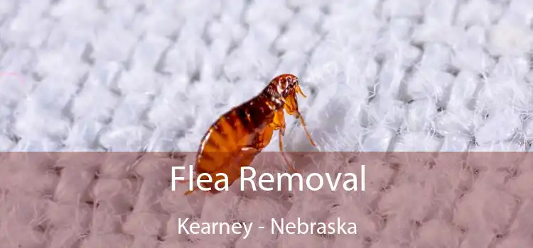 Flea Removal Kearney - Nebraska