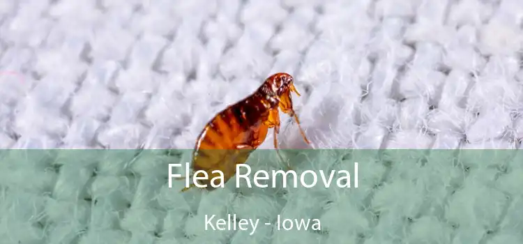 Flea Removal Kelley - Iowa