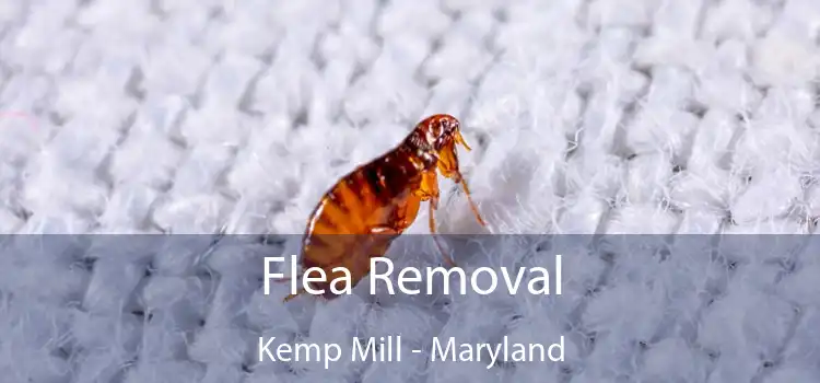 Flea Removal Kemp Mill - Maryland