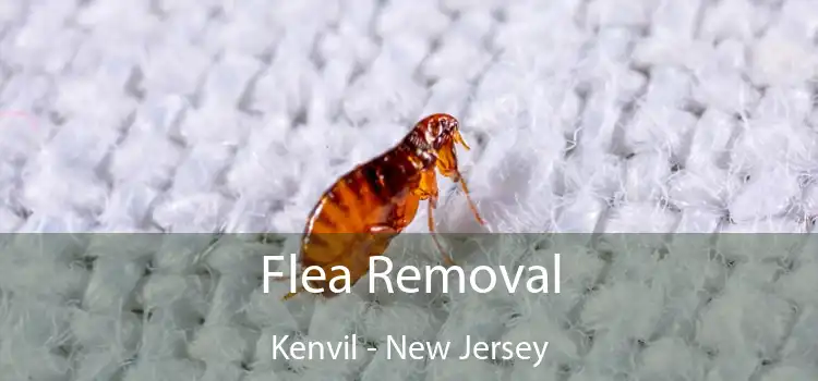 Flea Removal Kenvil - New Jersey