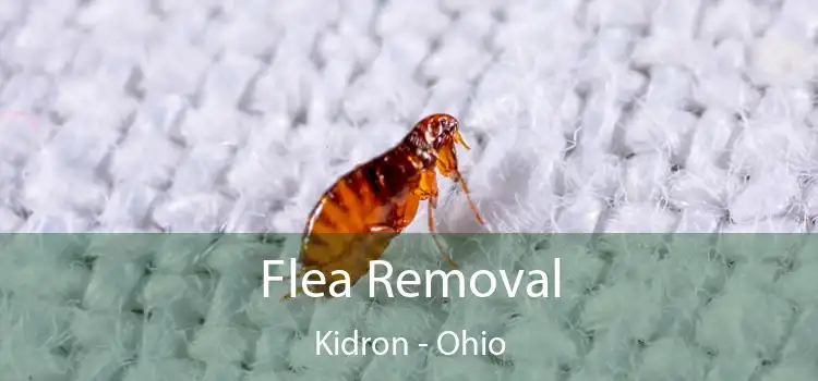 Flea Removal Kidron - Ohio