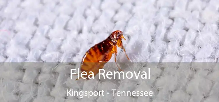 Flea Removal Kingsport - Tennessee