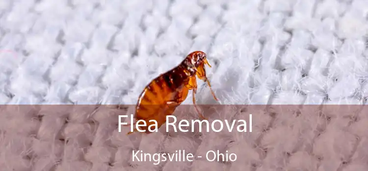 Flea Removal Kingsville - Ohio