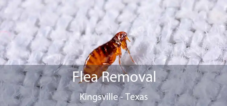 Flea Removal Kingsville - Texas