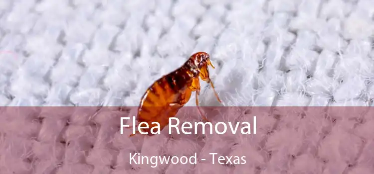 Flea Removal Kingwood - Texas