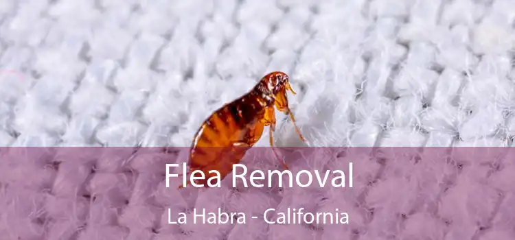 Flea Removal La Habra - California