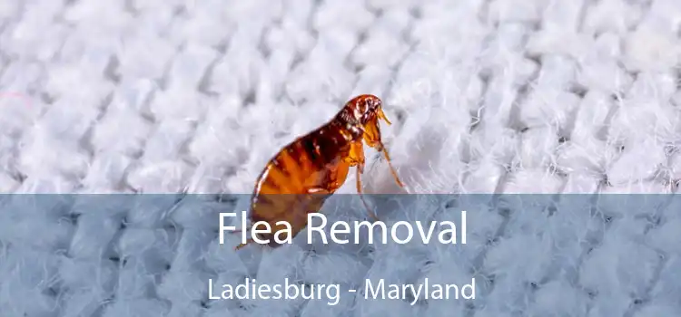 Flea Removal Ladiesburg - Maryland