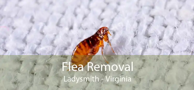 Flea Removal Ladysmith - Virginia
