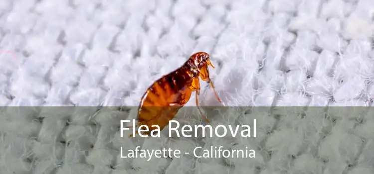 Flea Removal Lafayette - California