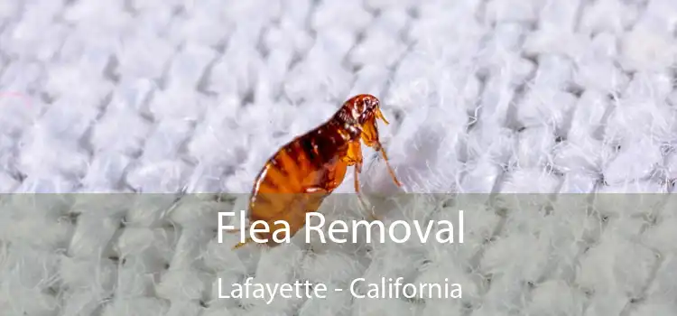 Flea Removal Lafayette - California