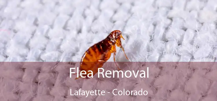 Flea Removal Lafayette - Colorado
