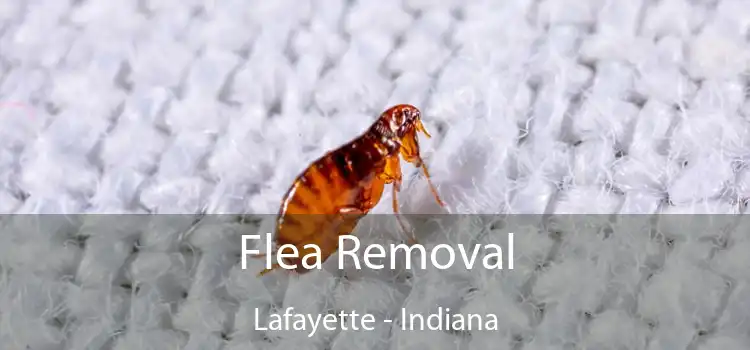 Flea Removal Lafayette - Indiana