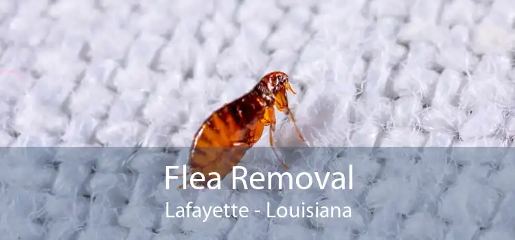 Flea Removal Lafayette - Louisiana