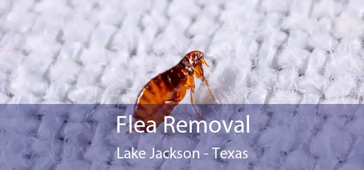 Flea Removal Lake Jackson - Texas