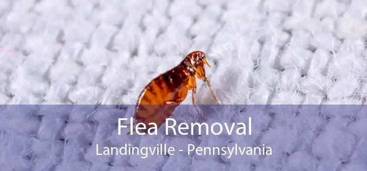 Flea Removal Landingville - Pennsylvania