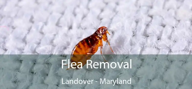 Flea Removal Landover - Maryland