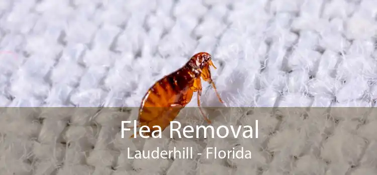Flea Removal Lauderhill - Florida