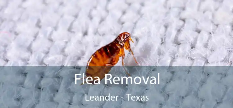 Flea Removal Leander - Texas