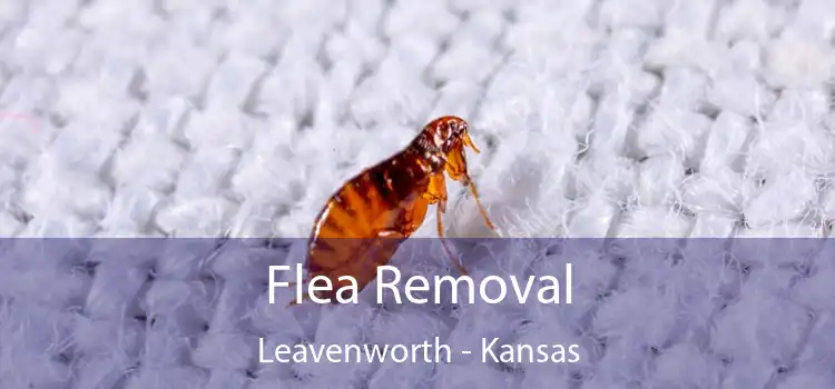 Flea Removal Leavenworth - Kansas