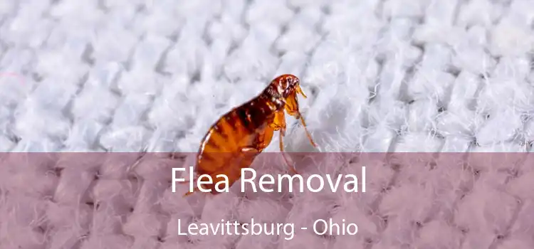 Flea Removal Leavittsburg - Ohio