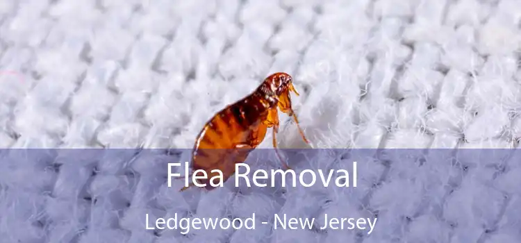 Flea Removal Ledgewood - New Jersey