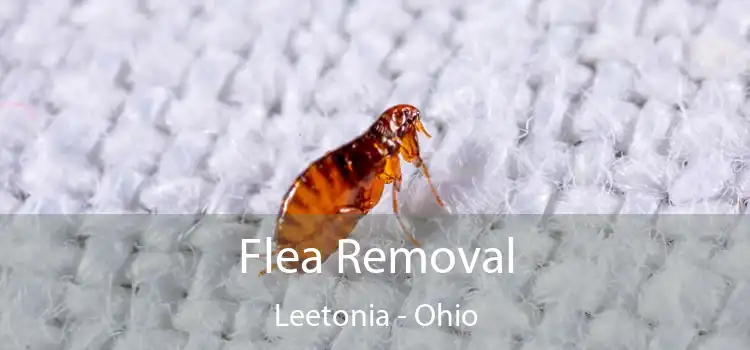 Flea Removal Leetonia - Ohio