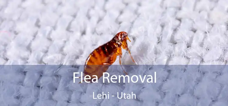 Flea Removal Lehi - Utah